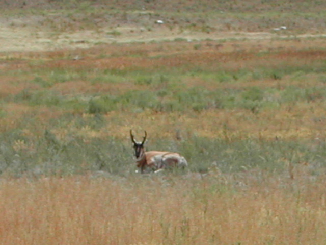 wyoming - yellowstone national park