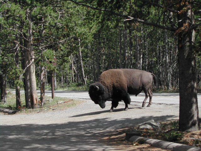 wyoming - yellowstone national park