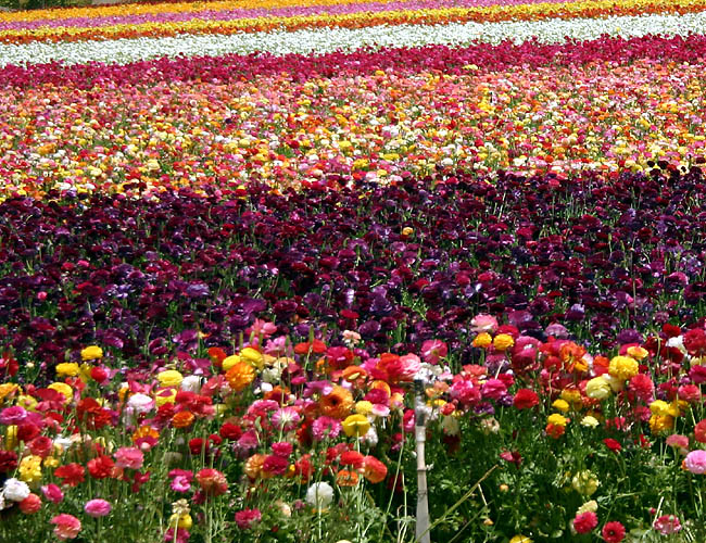 karenika - pictures - canon - carlsbad flower fields